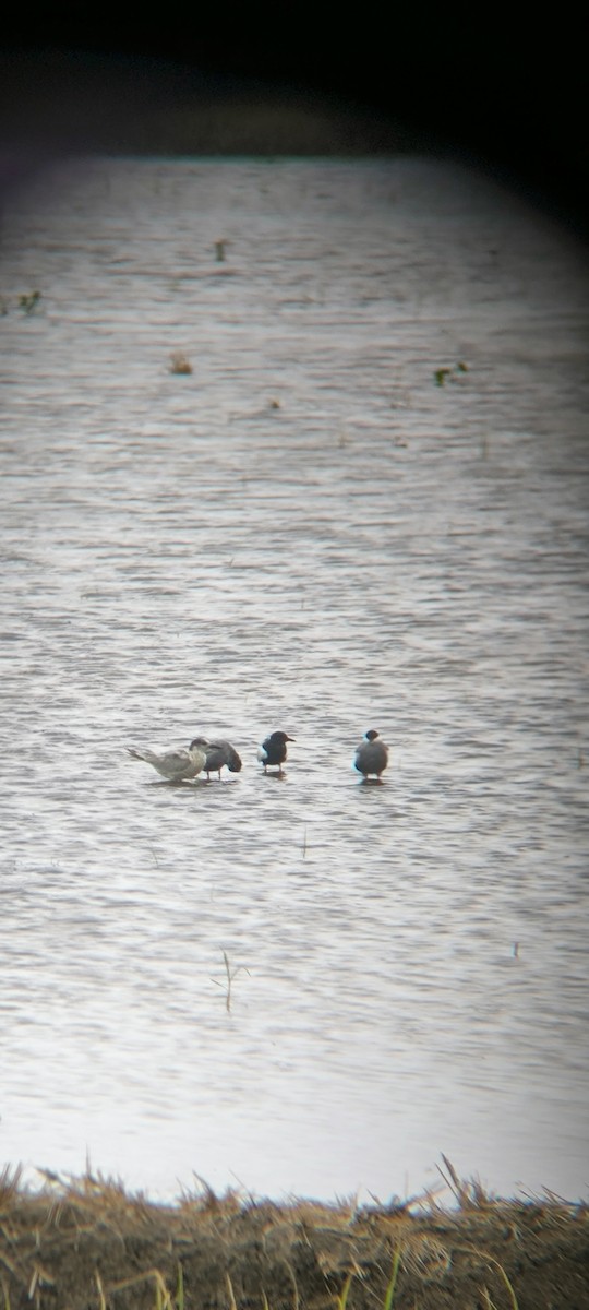 White-winged Tern - ML637578585