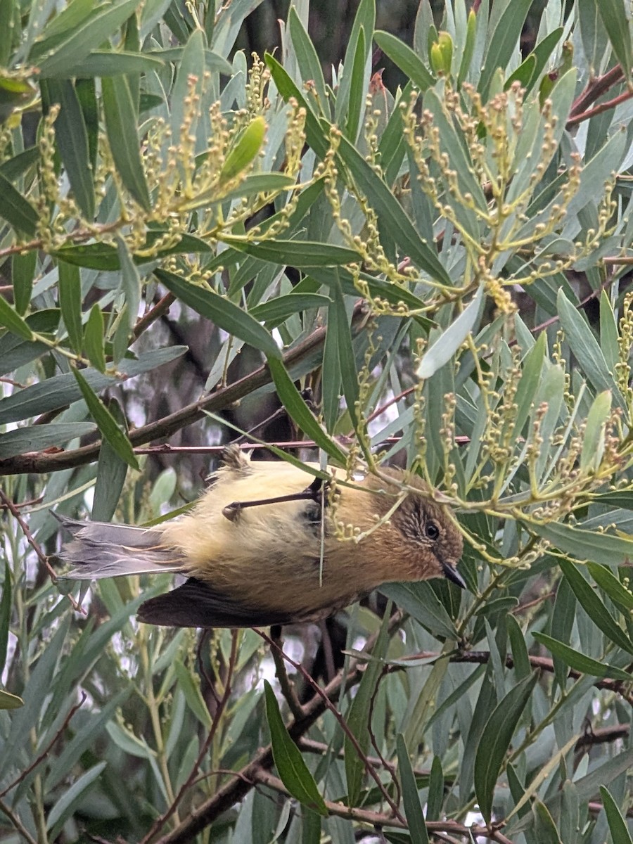 Yellow Thornbill - ML637578618