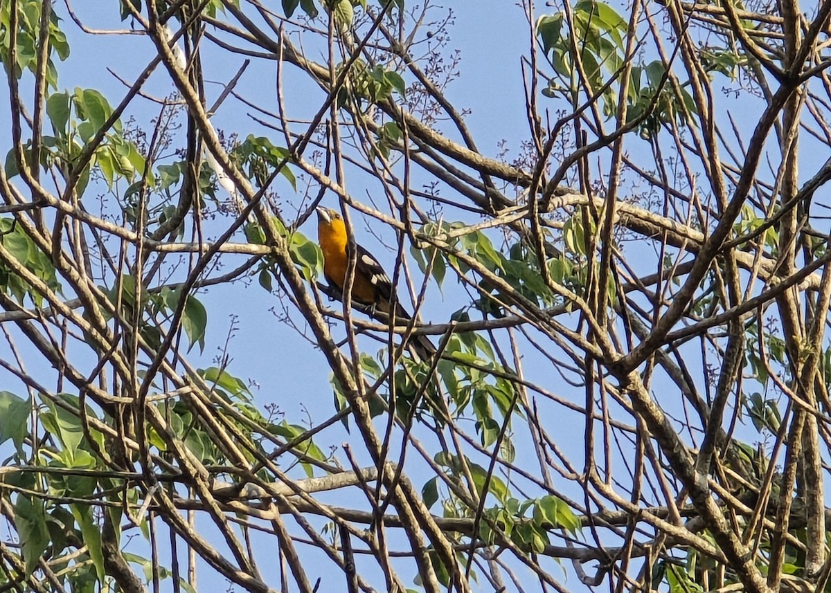 Yellow Grosbeak - ML637578619