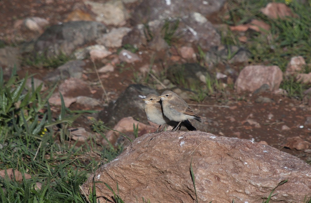 Isabelline Wheatear - ML637578634