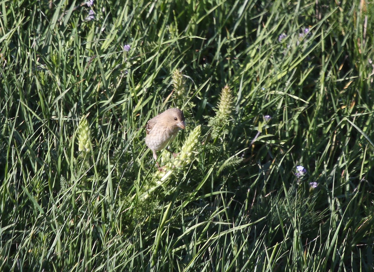 Common Rosefinch - ML637578693