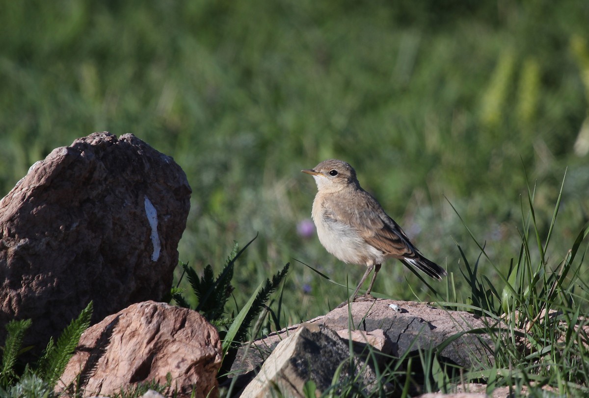 Isabelline Wheatear - ML637578728