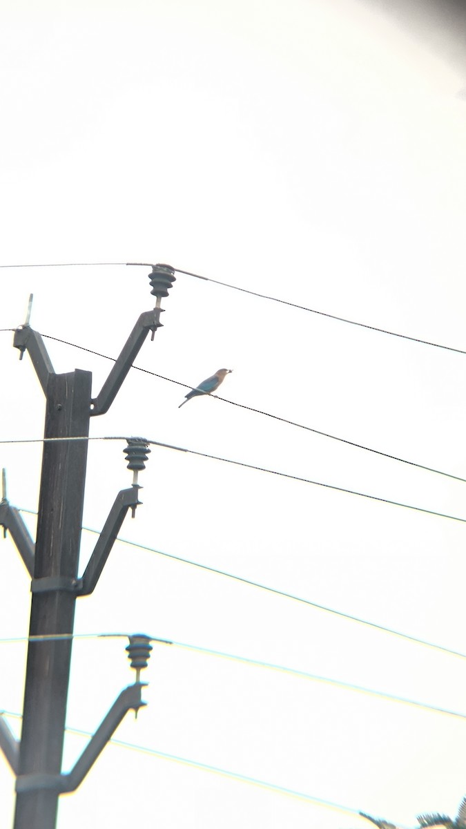 Indian Roller - ML637578734