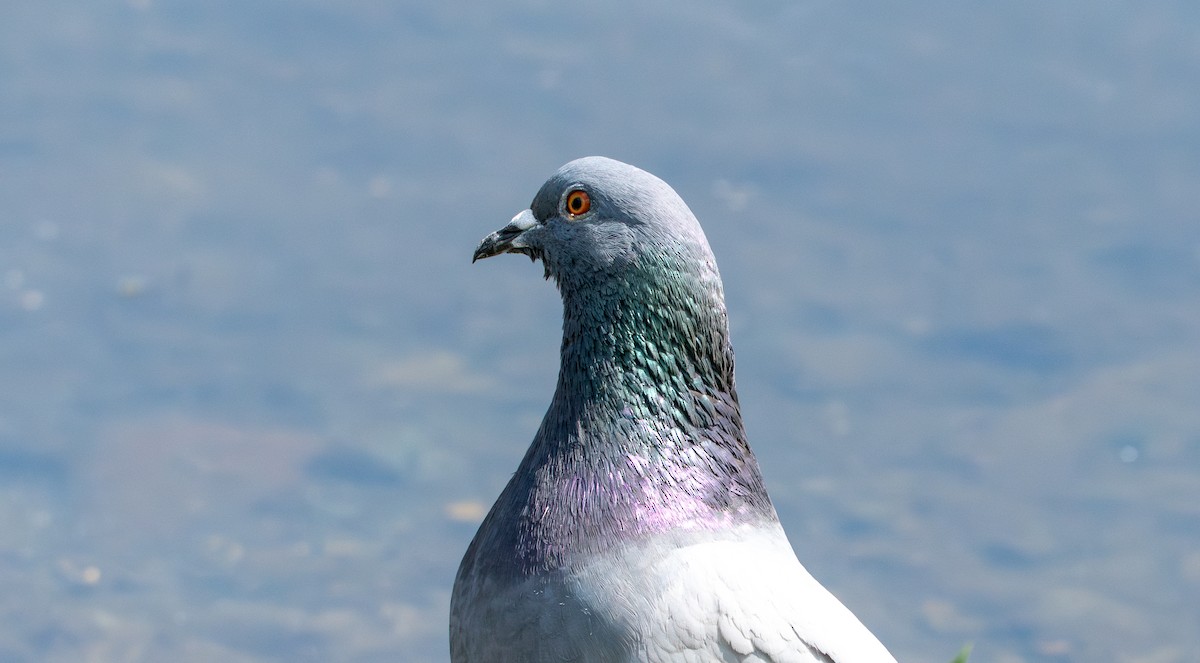 Rock Pigeon (Feral Pigeon) - ML637578735