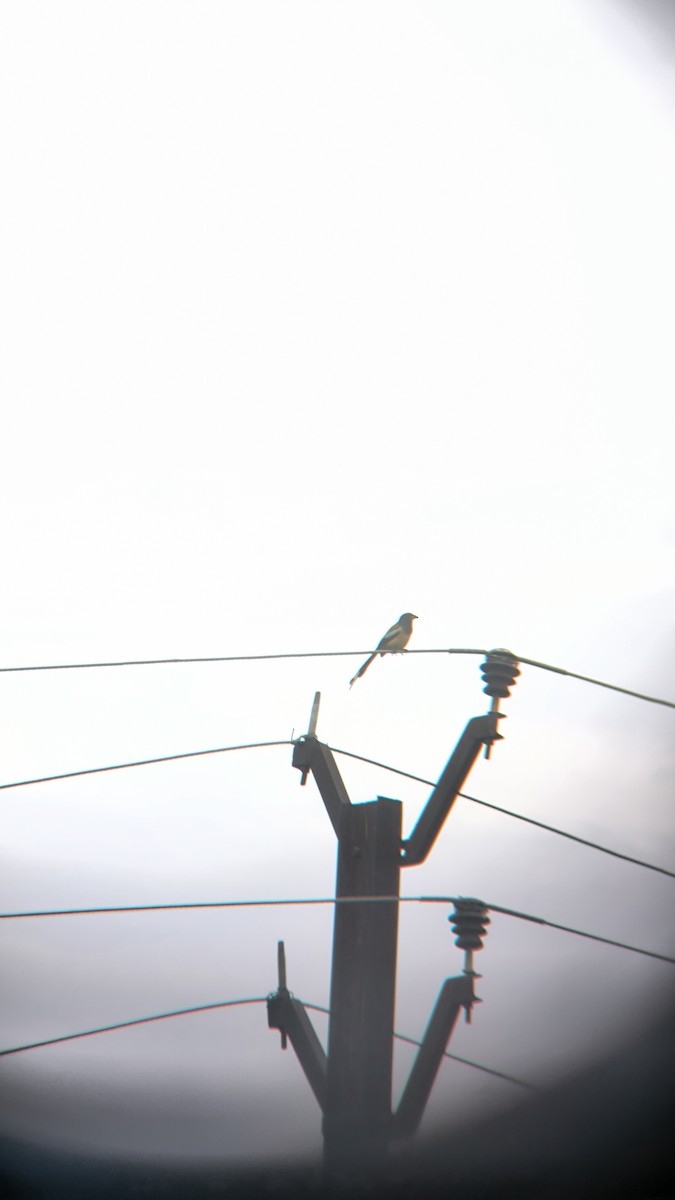 Rufous Treepie - ML637578738