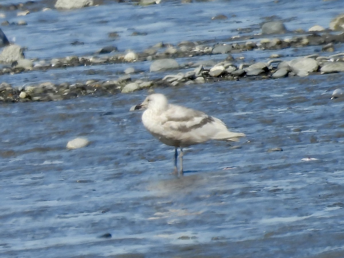 Glaucous-winged Gull - ML637578759