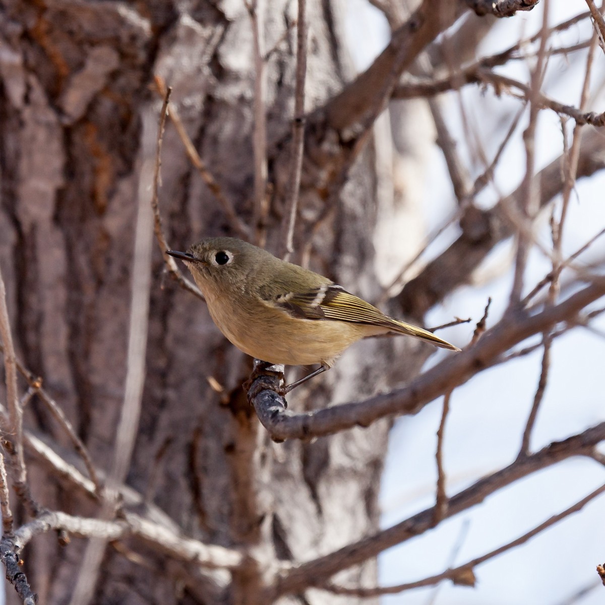 Ruby-crowned Kinglet - ML637578765