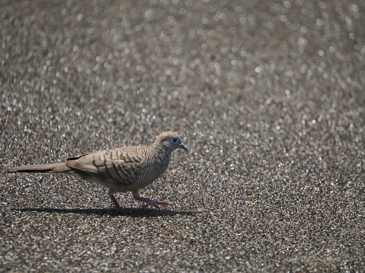 Zebra Dove - ML637578770