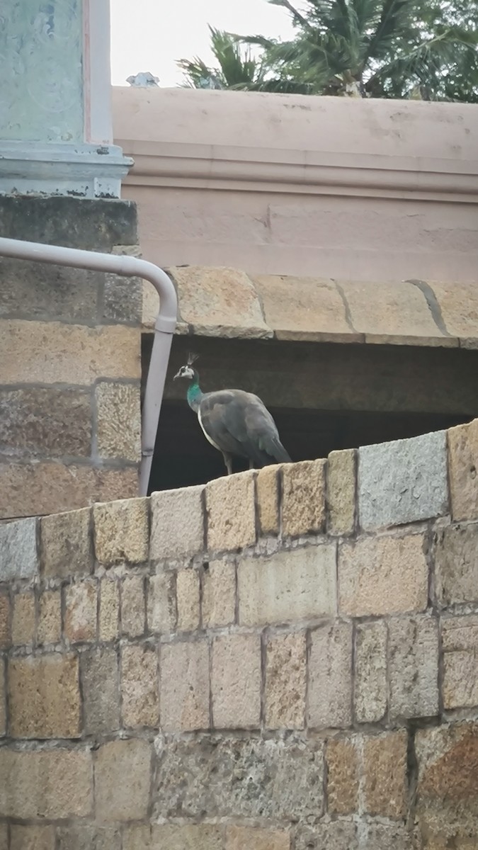 Indian Peafowl - ML637578816