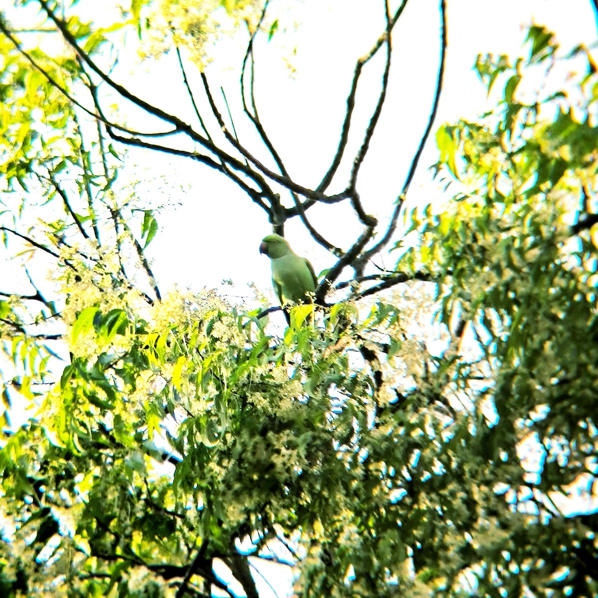 Rose-ringed Parakeet - ML637578819