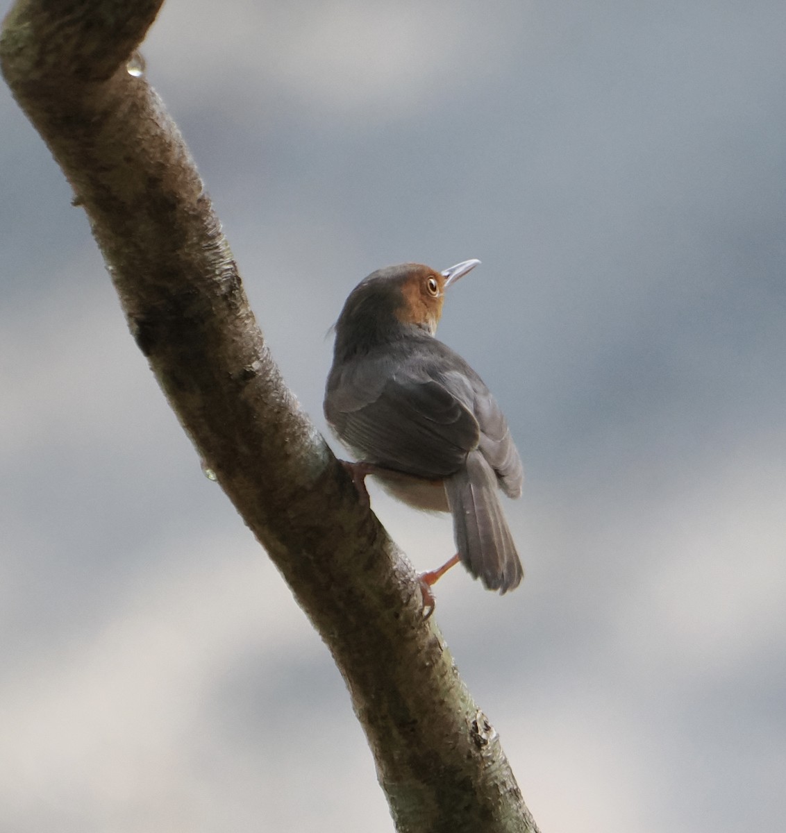 Ashy Tailorbird - ML637578825