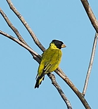 Antillean Siskin - ML637578826