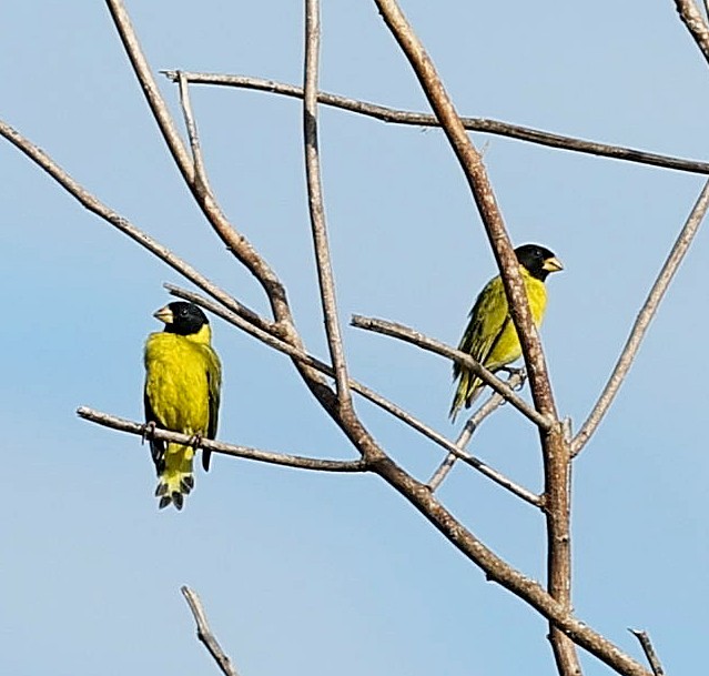 Antillean Siskin - ML637578827