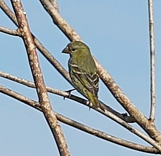 Antillean Siskin - ML637578828