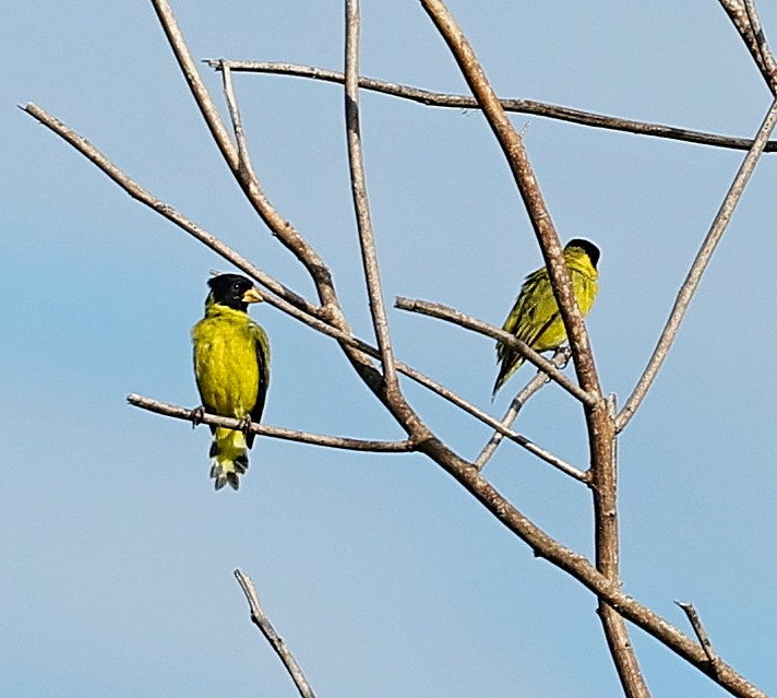 Antillean Siskin - ML637578829