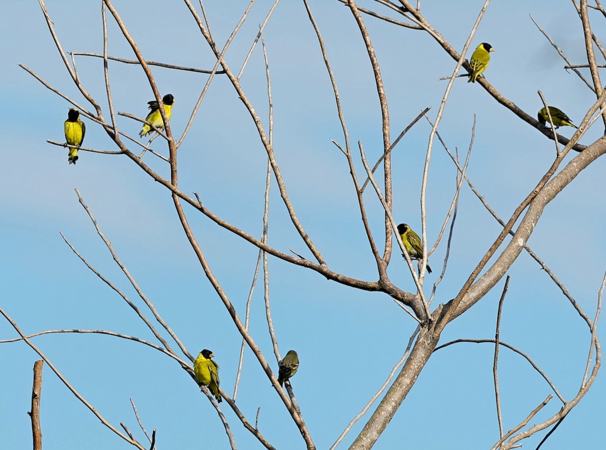 Antillean Siskin - ML637578830