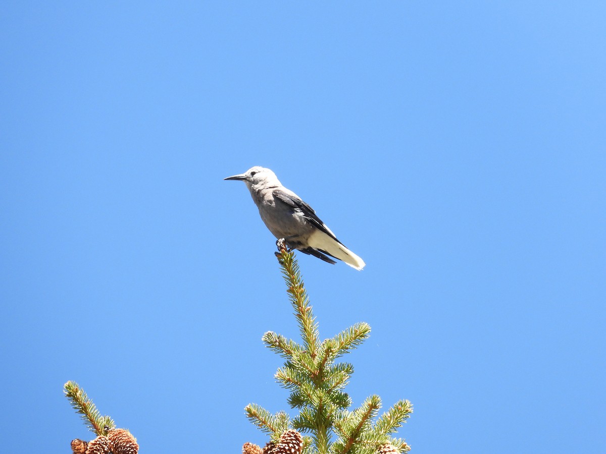 Clark's Nutcracker - ML637578839