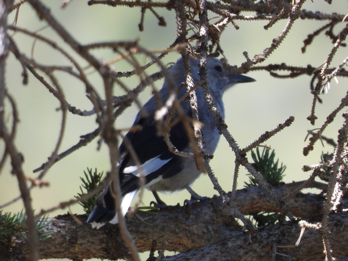 Clark's Nutcracker - ML637578845