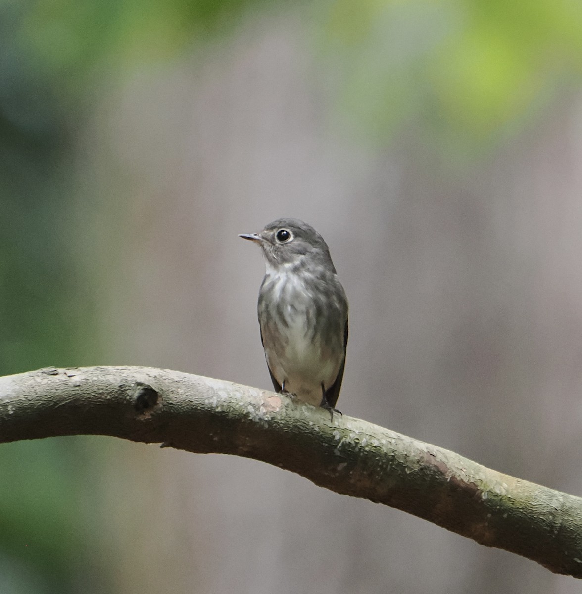 Dark-sided Flycatcher - ML637578846