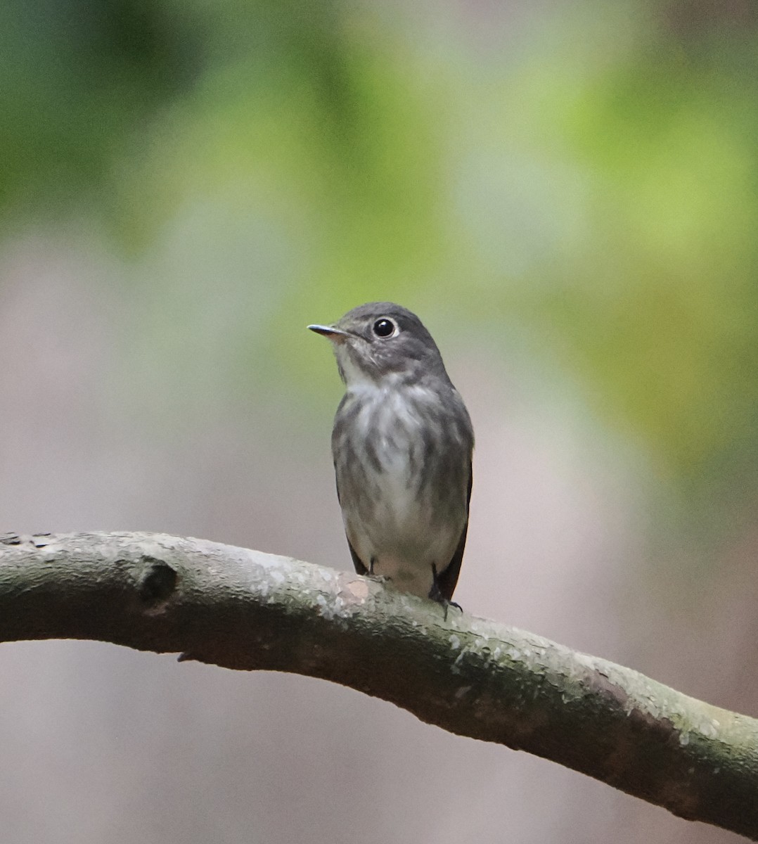 Dark-sided Flycatcher - ML637578847