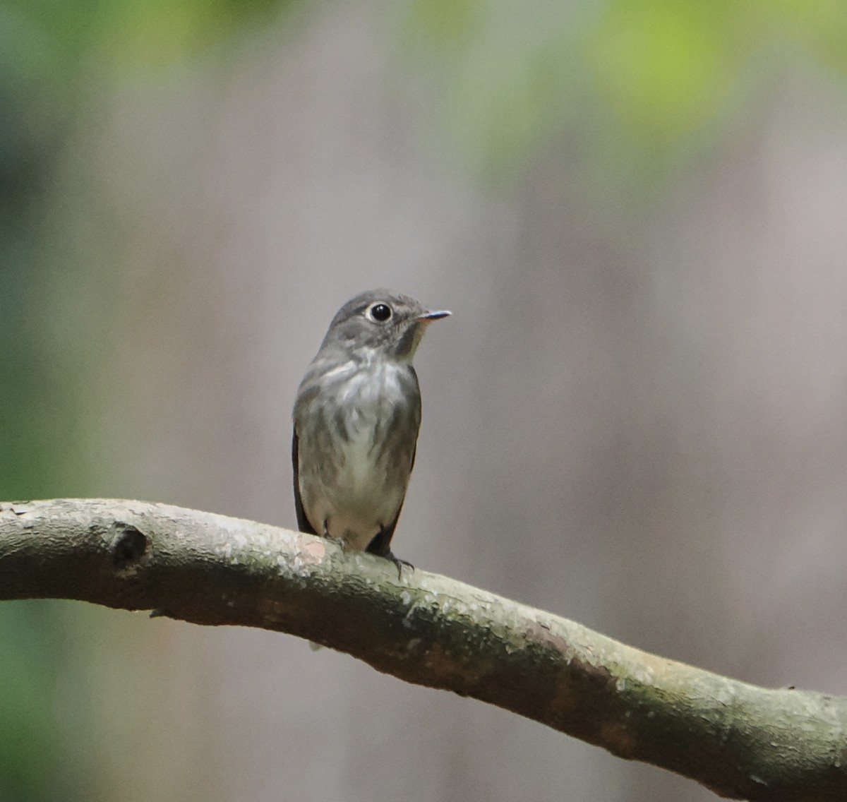 Dark-sided Flycatcher - ML637578848