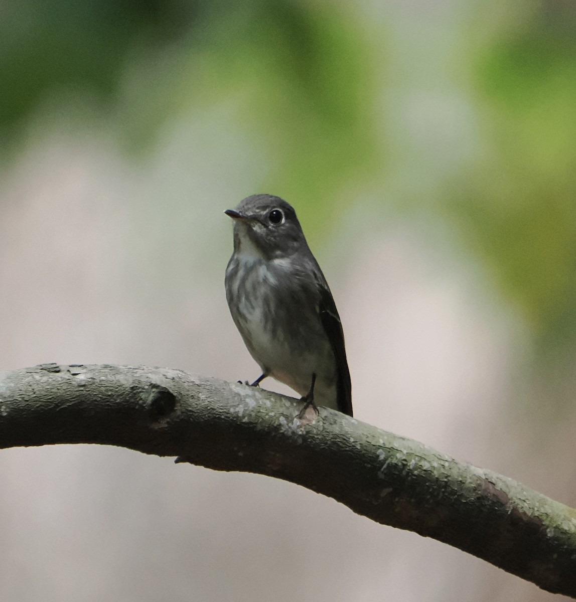 Dark-sided Flycatcher - ML637578849