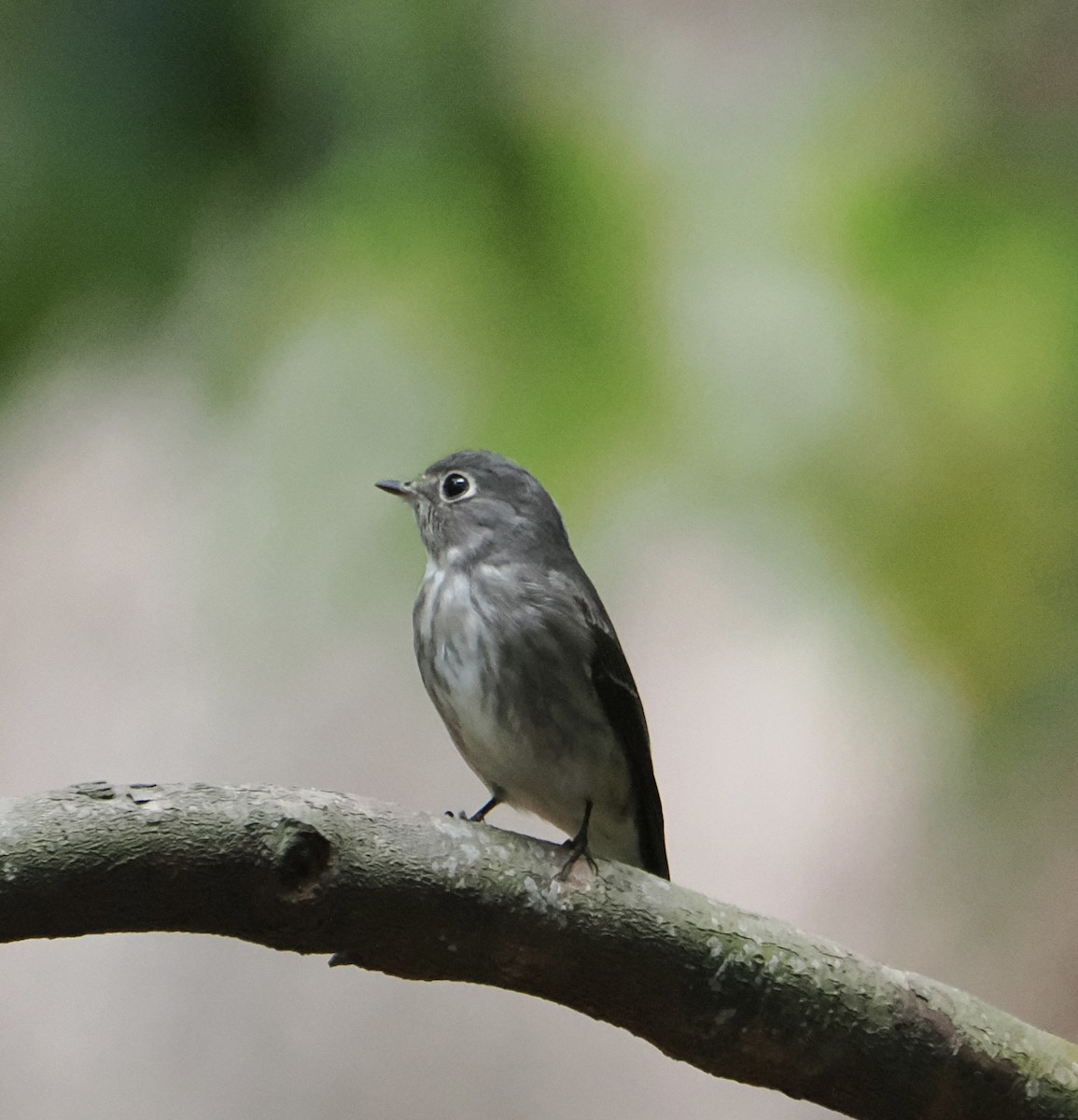 Dark-sided Flycatcher - ML637578850