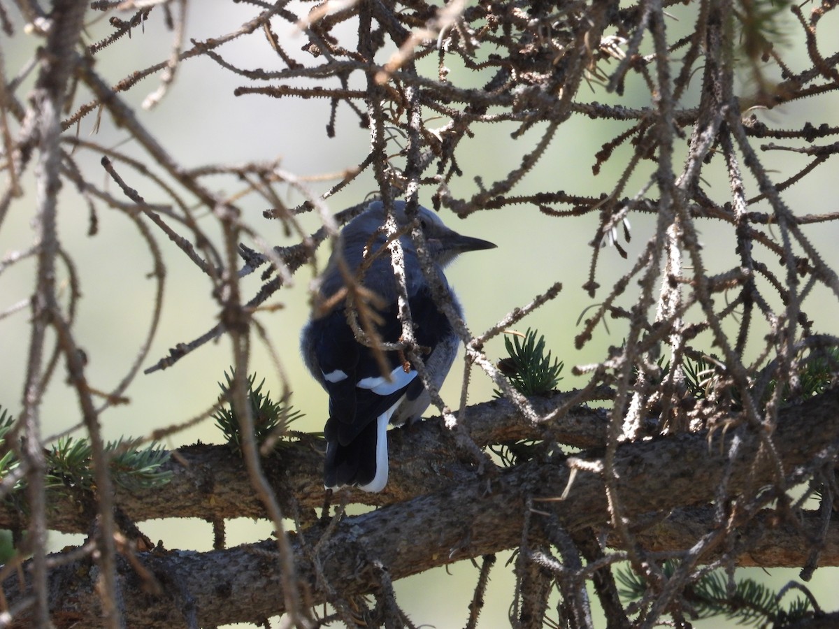Clark's Nutcracker - ML637578852