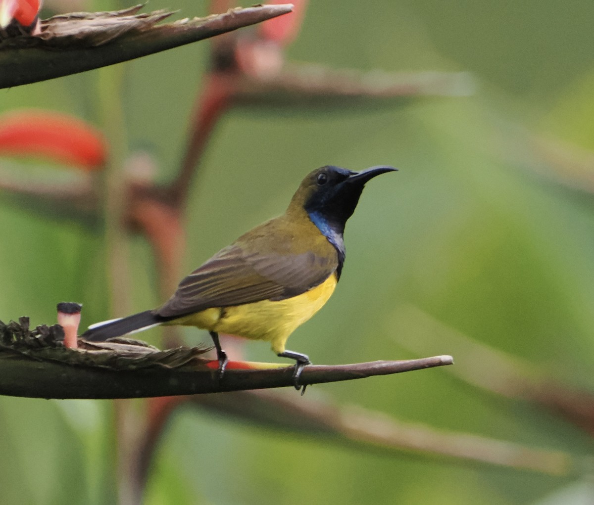 Ornate Sunbird - ML637578874