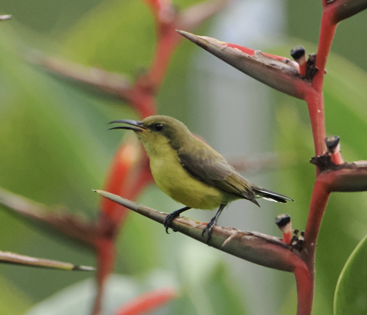 Ornate Sunbird - ML637578875