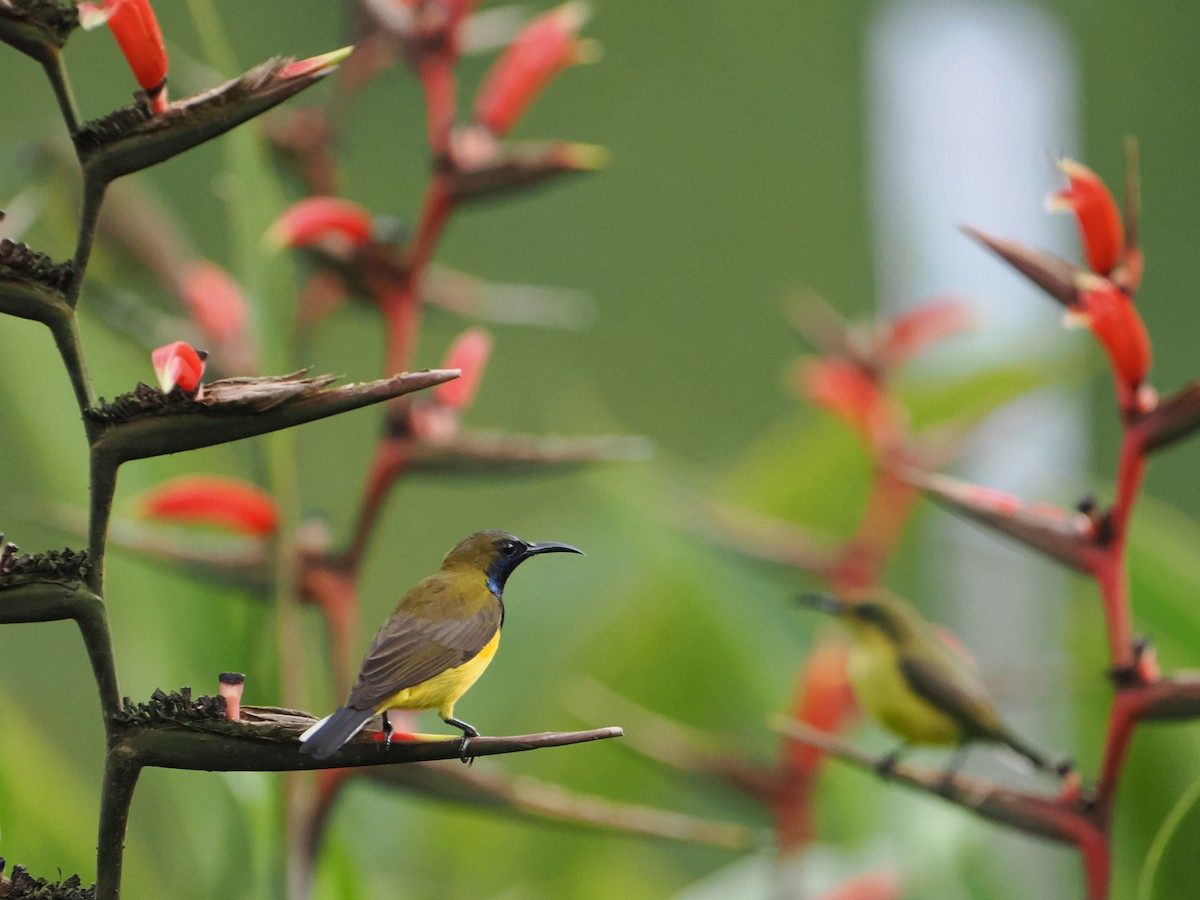 Ornate Sunbird - ML637578876