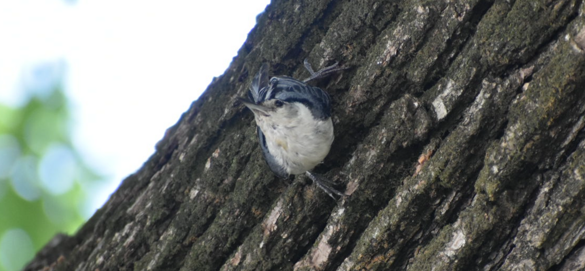 White-breasted Nuthatch - ML637578898