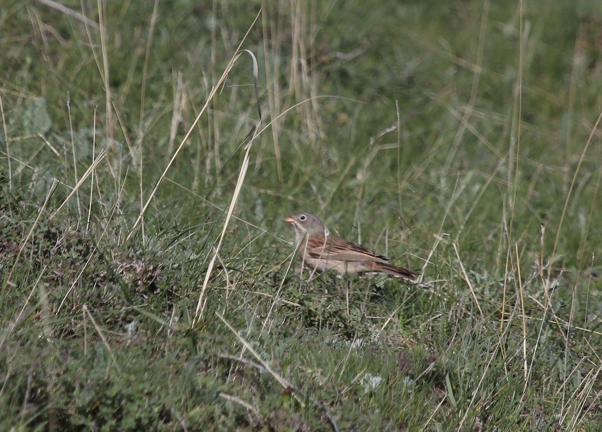 Gray-necked Bunting - ML637578905