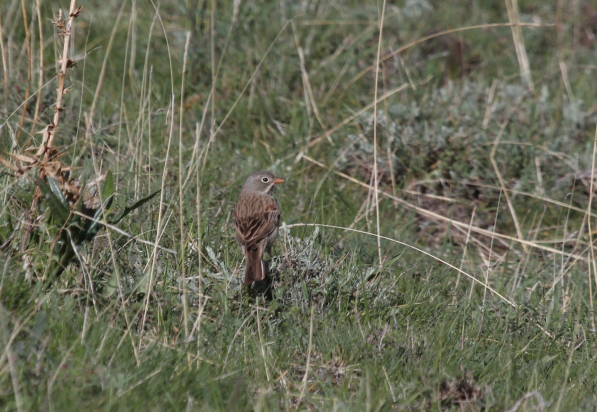 Gray-necked Bunting - ML637578906