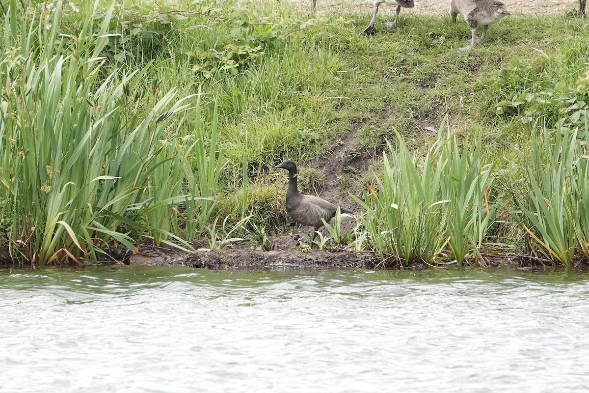 Brant (Dark-bellied) - ML637578907