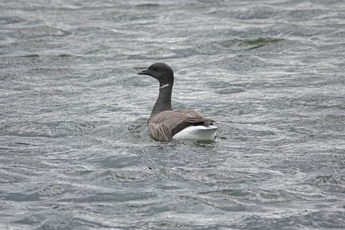 Brant (Dark-bellied) - ML637578908