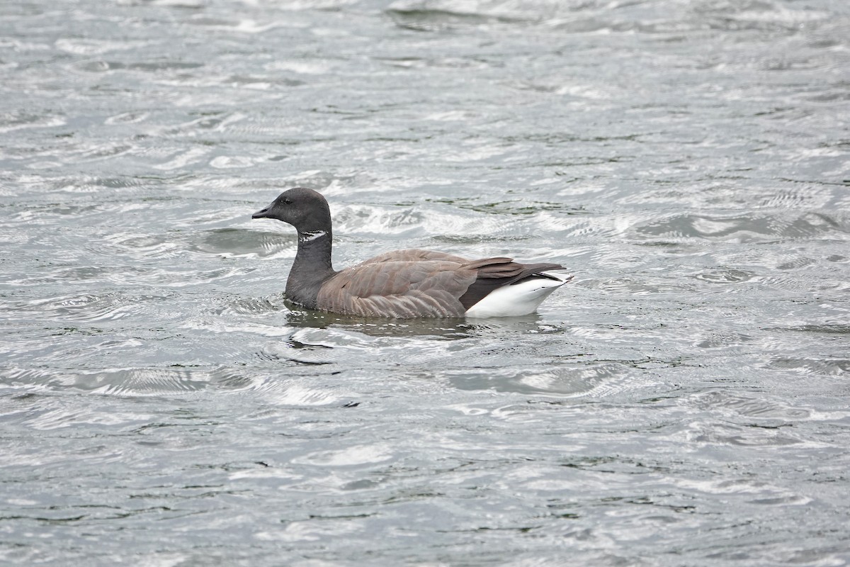 Brant (Dark-bellied) - ML637578910