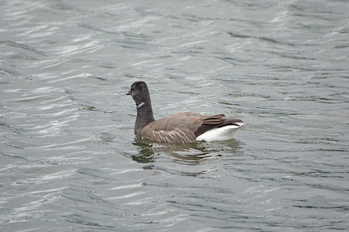 Brant (Dark-bellied) - ML637578911