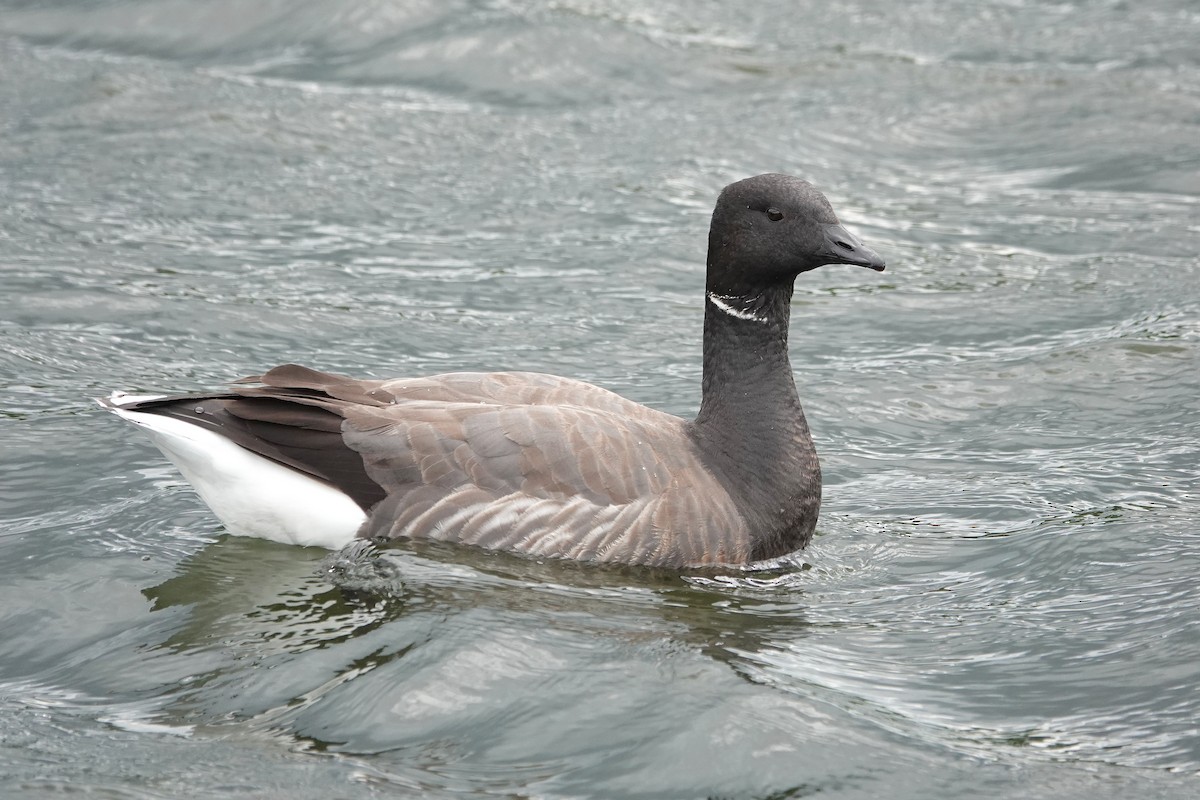 Brant (Dark-bellied) - ML637578912