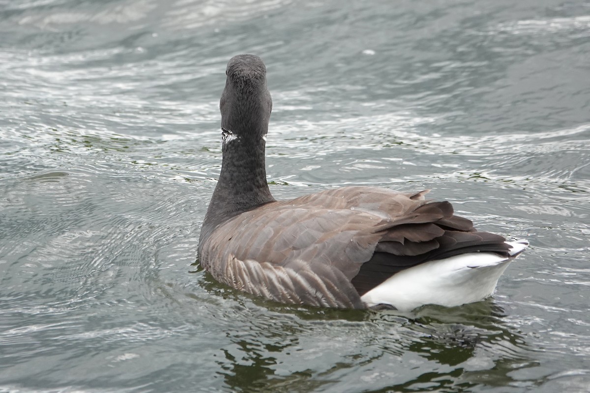 Brant (Dark-bellied) - ML637578913