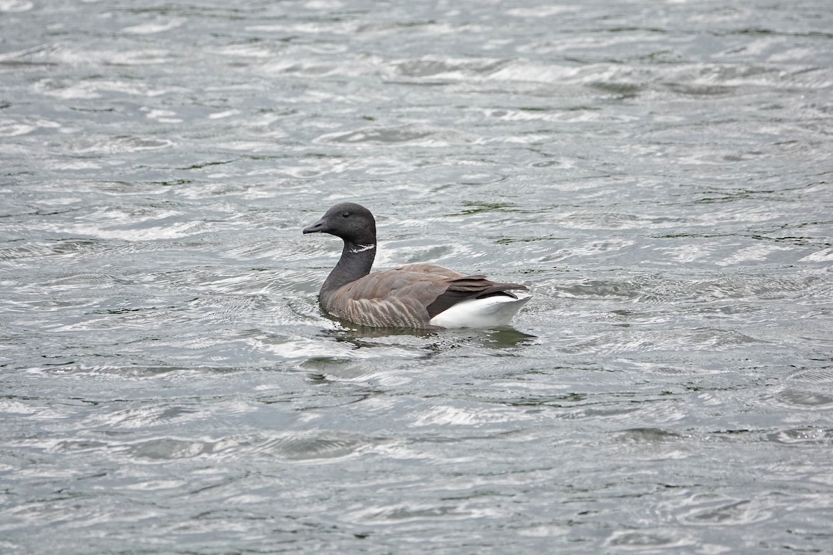 Brant (Dark-bellied) - ML637578914