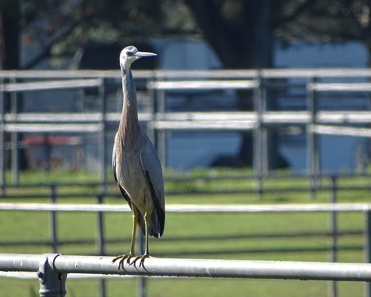 hvitmaskehegre - ML637578918