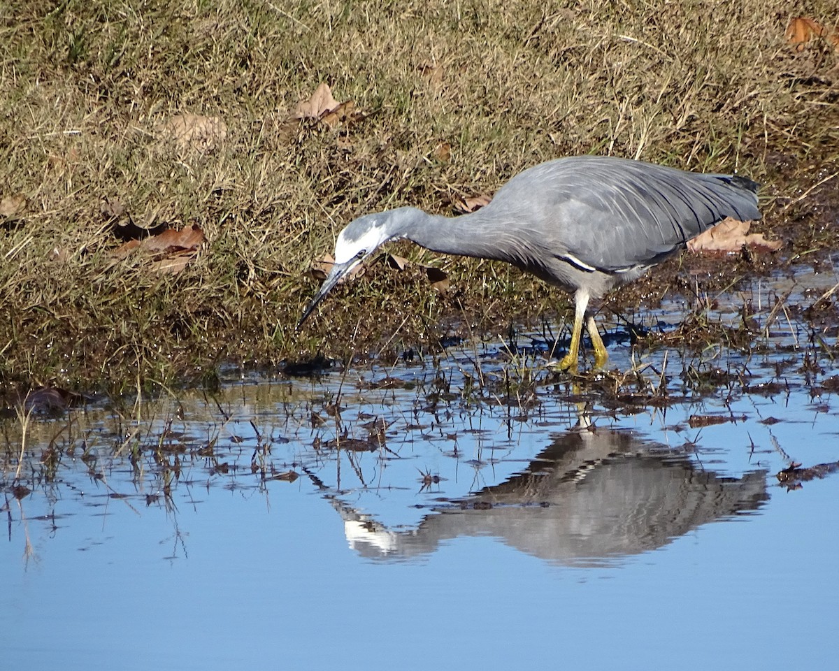 hvitmaskehegre - ML637578919