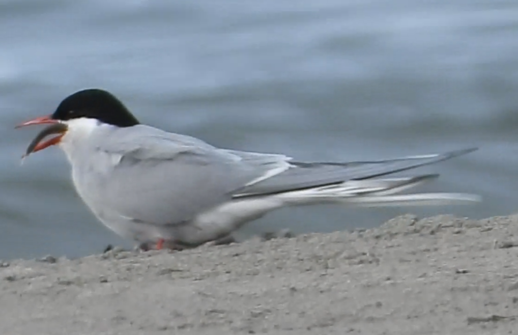 Arctic Tern - ML637578962