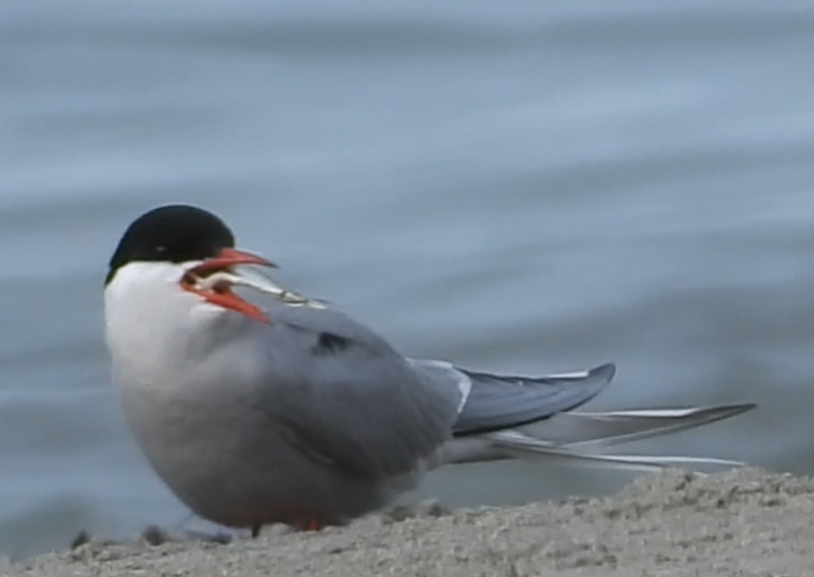 Arctic Tern - ML637578963