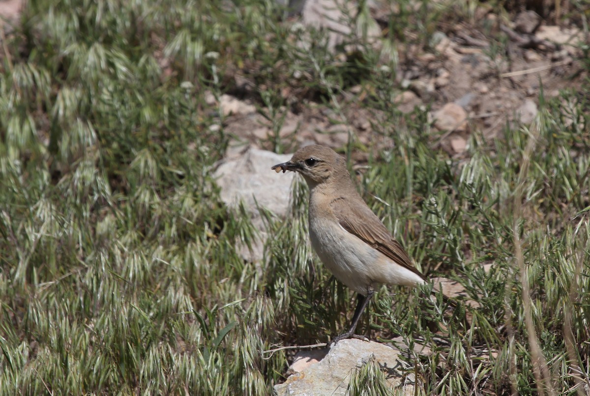Isabelline Wheatear - ML637578976