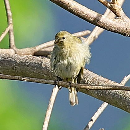 Antillean Siskin - ML637578982