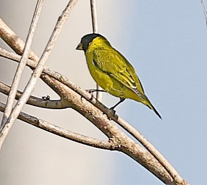 Antillean Siskin - ML637578983