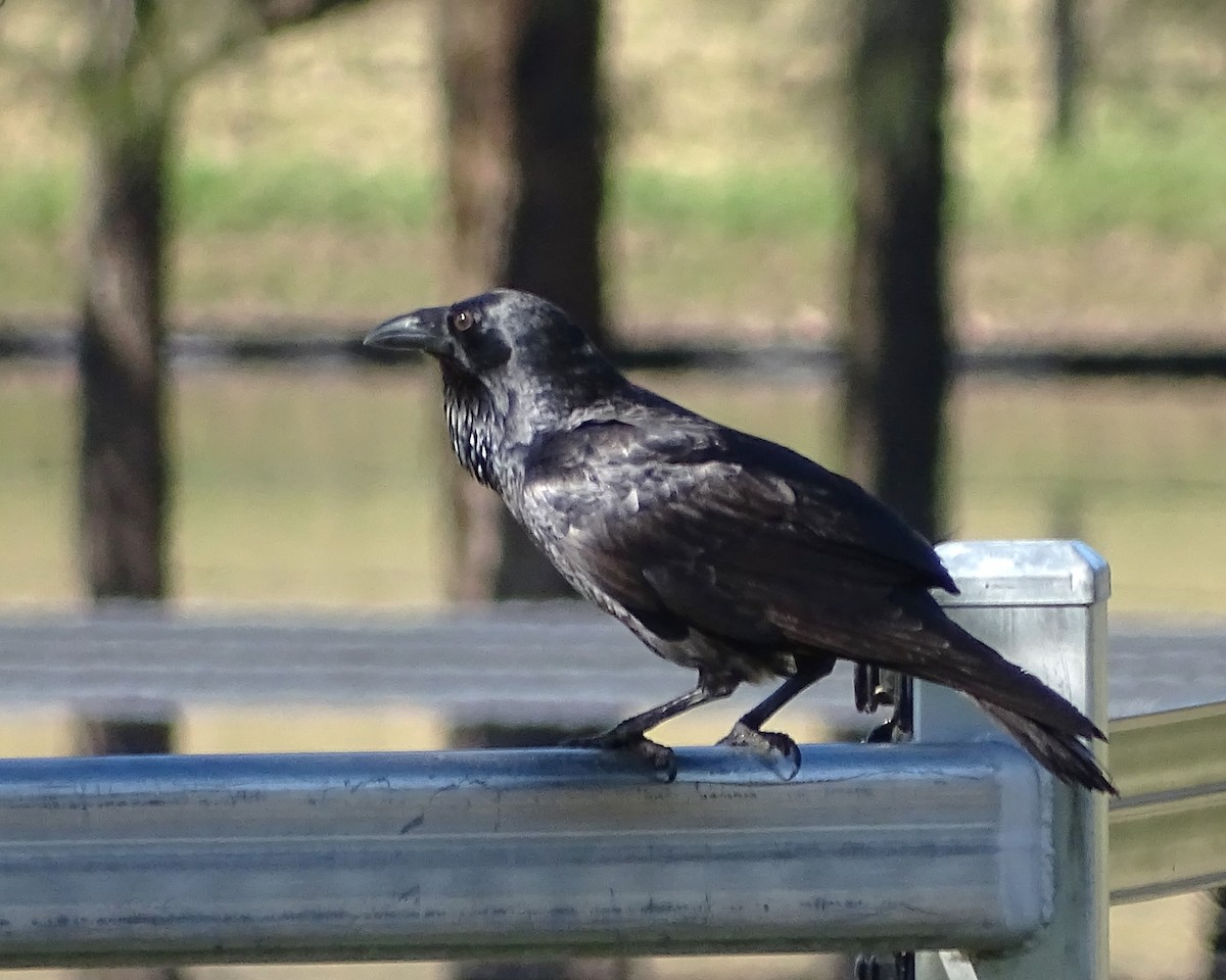 Australian Raven - ML637579005