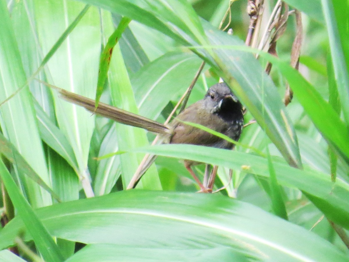 Black-throated Prinia - ML637579006